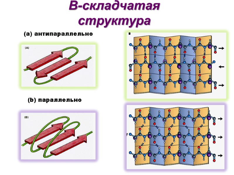 Β-складчатая структура  (b) параллельно (а) антипараллельно